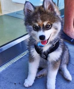 Brown Husky Puppy Paint By Numbers