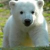 Baby Knut Polar Bear Paint By Numbers