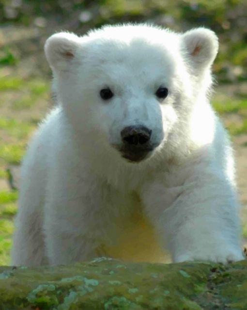 finalize Baby Knut Polar Bear Paint By Numbers