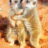Baby Meerkats Animal Paint By Numbers