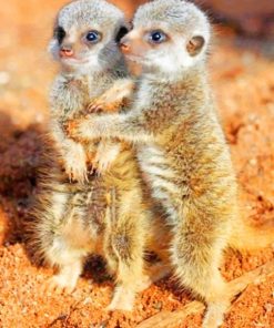 Baby Meerkats Animal Paint By Numbers