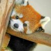 Adorable Red Panda Paint By Numbers