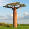 Majestic Baobab Landscapes Paint By Numbers