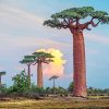 Baobab Scenic Paint By Numbers