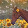 Brown Stallion and Sunflowers Paint By Numbers