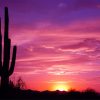 Beautiful Cactus Sunset Paint By Numbers