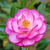 Pink Camellia Paint By Numbers