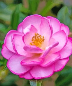 Pink Camellia Paint By Numbers