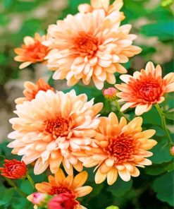 Chrysanthemum Flower Paint By Numbers