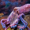 Sea Life Octopus Paint By Numbers
