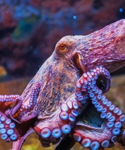 Sea Life Octopus Paint By Numbers