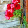 Red Flowers and Old Door Paint By Numbers