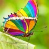 Colorful Rainbow Butterfly Paint By Numbers