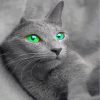 Russian Blue Cat Animal Paint By Numbers