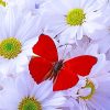 Red Butterfly and White Flowers Paint By Numbers