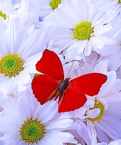 Red Butterfly and White Flowers Paint By Numbers