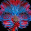 Betta Fish Tropical Paint By Numbers