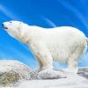 White Polar Bear Paint By Numbers