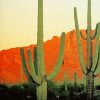 Majestic Cactus Mountains Paint By Numbers