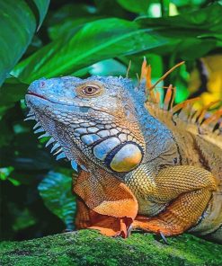 Colorful Iguana Art Paint By Numbers