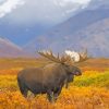 Big Bull Moose Nature Paint By Numbers