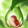 Water Drop Bird Paint By Numbers