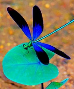 Dragonfly Elegance Paint By Numbers