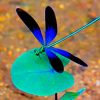 Blue Dragonfly Paint By Numbers