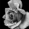 Black and White Rose Paint By Numbers
