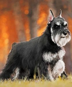 Black Schnauzer Paint By Numbers