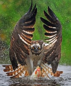 Eagle Preparing To Soar Paint By Numbers