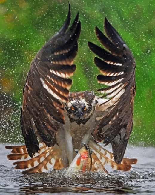 Final Step in Eagle Preparing To Soar Artwork