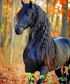 Friesian Horse Masterpiece Paint By Numbers