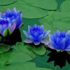 Blue Lotus Bloom Paint By Numbers