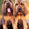 Bloodhound Puppy Fun Paint By Numbers