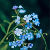 Blue Myosotis Flower Paint By Numbers