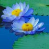 Blue Sacred Lotus Floral Paint By Numbers