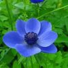 Blue Anemone Flowers Paint By Numbers
