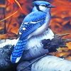 Blue Jay Birds Paint By Numbers