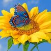 Blue Butterfly & Sunflower Paint By Numbers