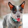 Blue Heeler Dog Paint By Numbers