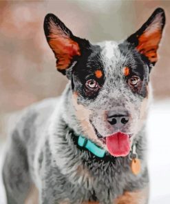 Blue Heeler Dog Paint By Numbers