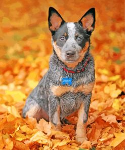 Blue Heeler Dog Paint By Numbers