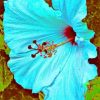 Blue Hibiscus Floral Paint By Numbers