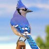 Blue Jay Paint By Numbers