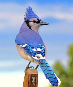 Blue Jay Paint By Numbers