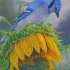 Blue Jay on Sunflowers Paint By Numbers