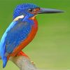 Blue Kingfisher Paint By Numbers