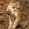 Adorable Baby Boar Paint By Numbers