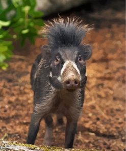 Wild Boar Animal Paint By Numbers